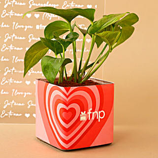 Money Plant With Love Vase-picture-43