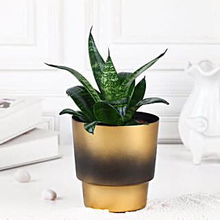 Nature Nest Snake Plant-picture-35