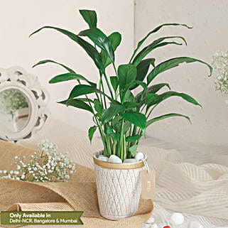 Peace Lily Plant In White Aesthetic Pot-picture-10