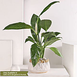 Peace Lily Retreat-picture-41