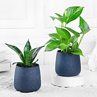 Peace N Prosperity Plant Duo