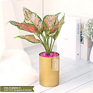 Pink Aglaonema in Golden Vase-picture-16
