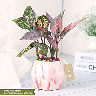 Pink Fortune Aglaonema Plant-picture-12