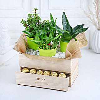 Plants Rocher Choco Basket-picture-30