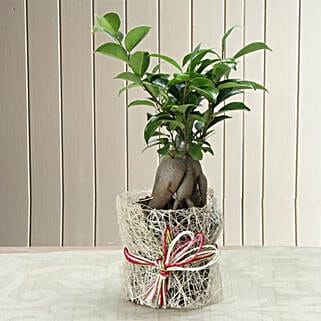 Potted Ficus Bonsai Plant-picture-18