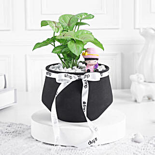 Pure Harmony Syngonium Gift Set-picture-43