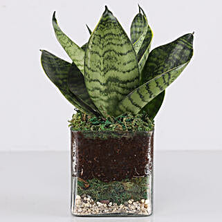 Sanseaveria Green Compacta Plant 3 Glass Terrarium-picture-17
