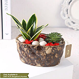 Sanseveria N Echeveria in Ship Planter-picture-37