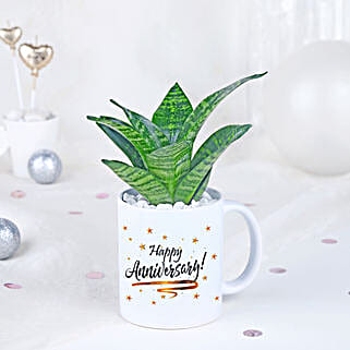 Sansevieria Celebration Oasis-picture-27