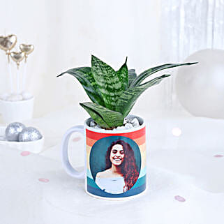 Sansevieria Delight Cup-picture-13