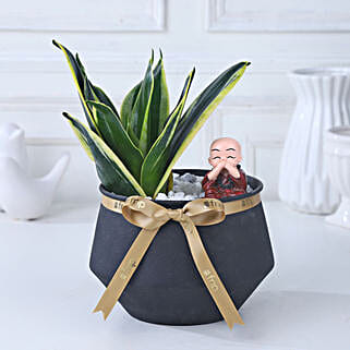 Sansevieria Noir Tranquility-picture-37