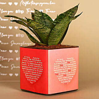 Sansevieria Plant In Love Vase-picture-37
