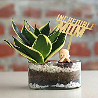 Sansevieria Serenity for Mom-picture-44