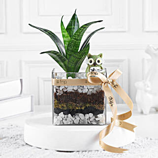 Sansevieria Serenity N Owl Charm-picture-44