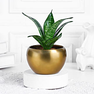 Sansevieria Snake Plant In Aesthetic Pot-picture-10