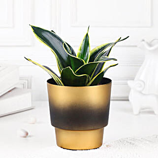 Sansevieria Snake Plant-picture-34