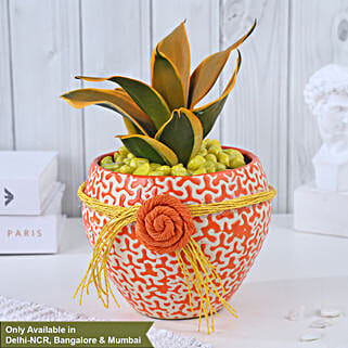 Sansevieria Sunshine Fusion Bloom-picture-14