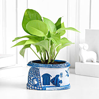 Sea Breeze Money Plant