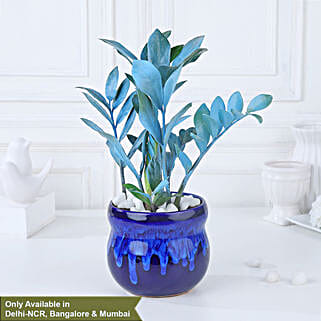 Serene Blue Zamioculcas Symphony-image-12