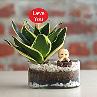 Serene Valentines Milt Sanseveria-image-44