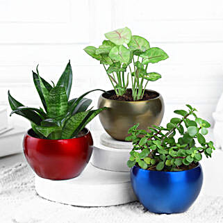 Serenity Succulents-image-9