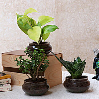 Set of Three Beautiful Plants In Potpori Bowls-picture-28