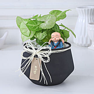 Sleek Syngonium Elegance