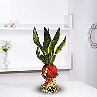 Snake Plant Kokedama Style Willow Setup-picture-32