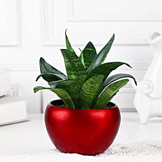 Snake Plant Sanctuary-picture-31