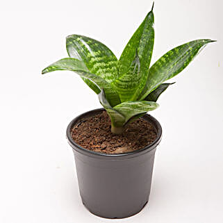 Snakeskin Sansevieria Plant in Black Plastic Pot-picture-44