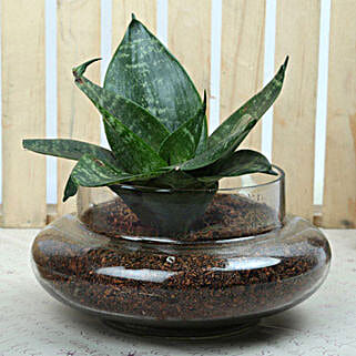 Soothing Sansevieria Trifasciata Terrarium-image-2