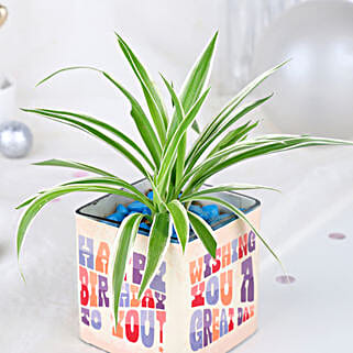Spider Plant Birthday Celebration-picture-31