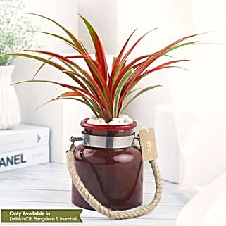 Spider Plant in Red Glass Vase-picture-12