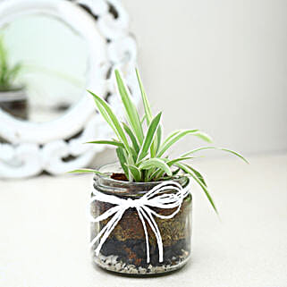 Spider Plant Mason Jar Terrarium-picture-35