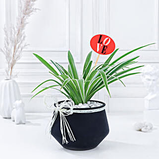 Spider Plant Serenade of Love-picture-34