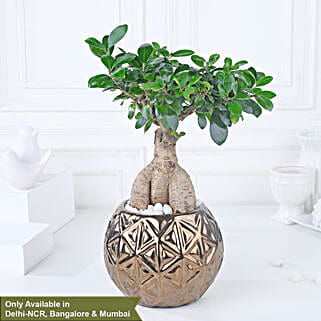Starlit Ficus Bonsai Ensemble-picture-27