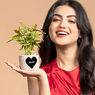 Syngonium Bliss For Valentines-picture-44