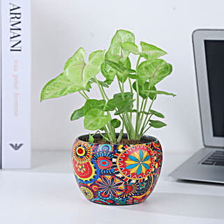 Syngonium Blissful Palette