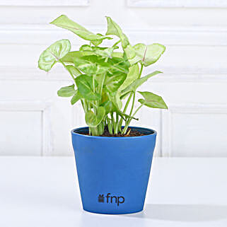 Syngonium Green Plant in Imported Plastic Pot-picture-13