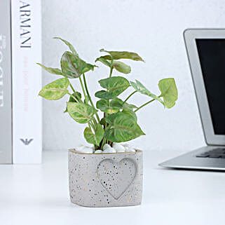 Syngonium in a Heart Planter-picture-17