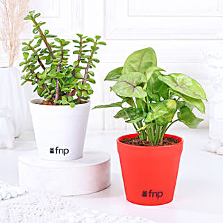 Syngonium Jade Plant Set-picture-12