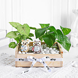 Syngonium N Money Plant Harmony