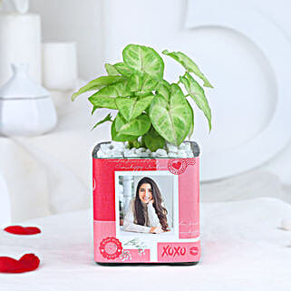 Syngonium Oasis For Your Valentine-picture-30