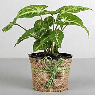 Syngonium Plant Elegance-picture-35