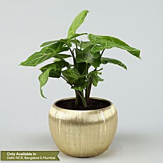 Syngonium Plant In Gold Metal Finish Pot Hand Delivery-picture-23