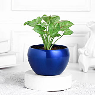 Syngonium Plant In Sleek Blue Pot-image-23