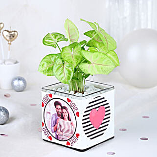 Syngonium Whispers of Love-picture-36