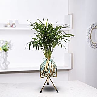 Table Palm Plant Kokedama Style Setup-image-11