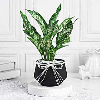 Timeless Green Aglaonema Charm-picture-38