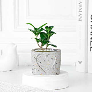 Timeless Tranquility Ficus Compacta-picture-34